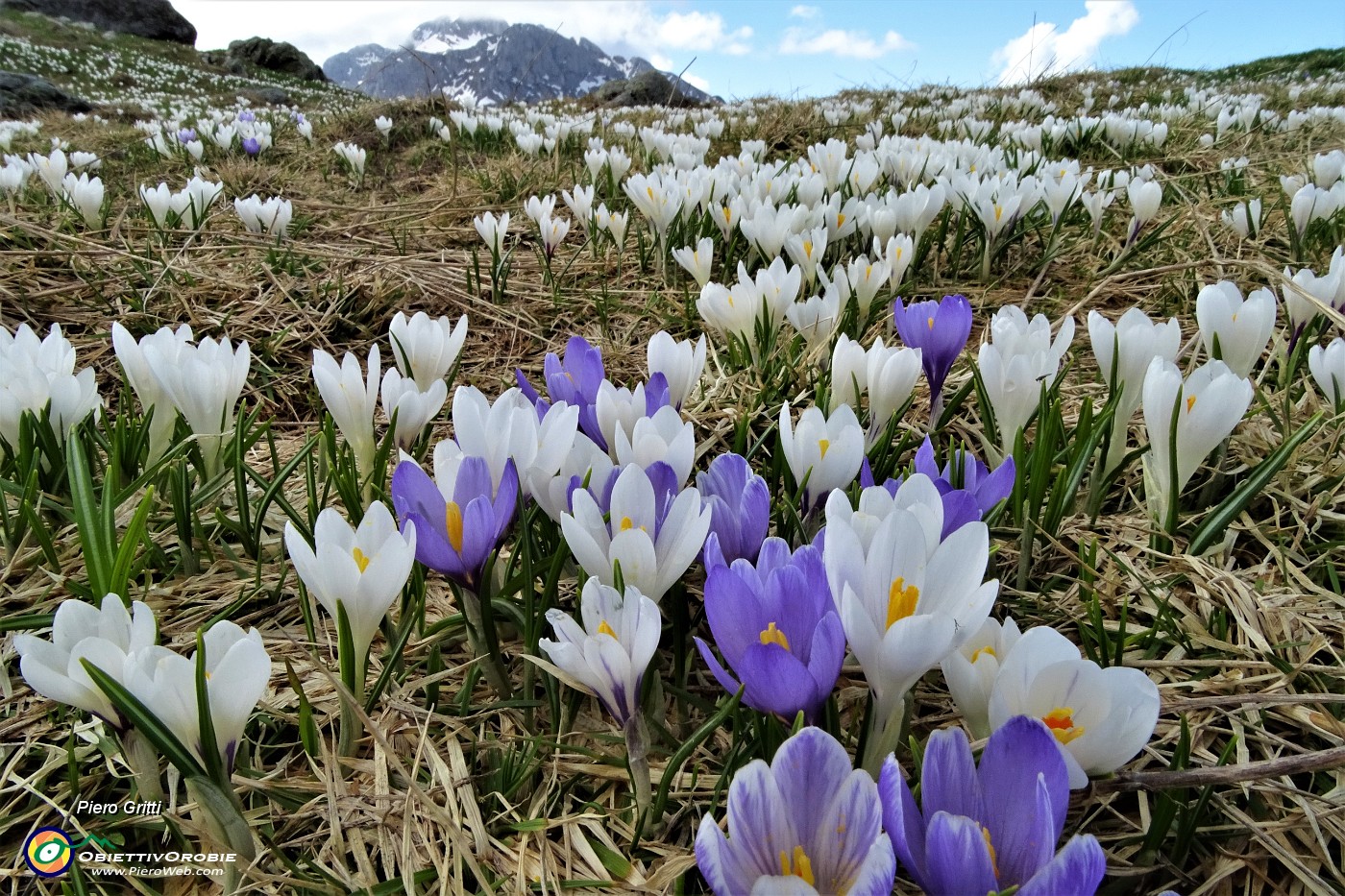 02 Distese di crocus bianco-violetti al Monte Campo (1870 m) .JPG